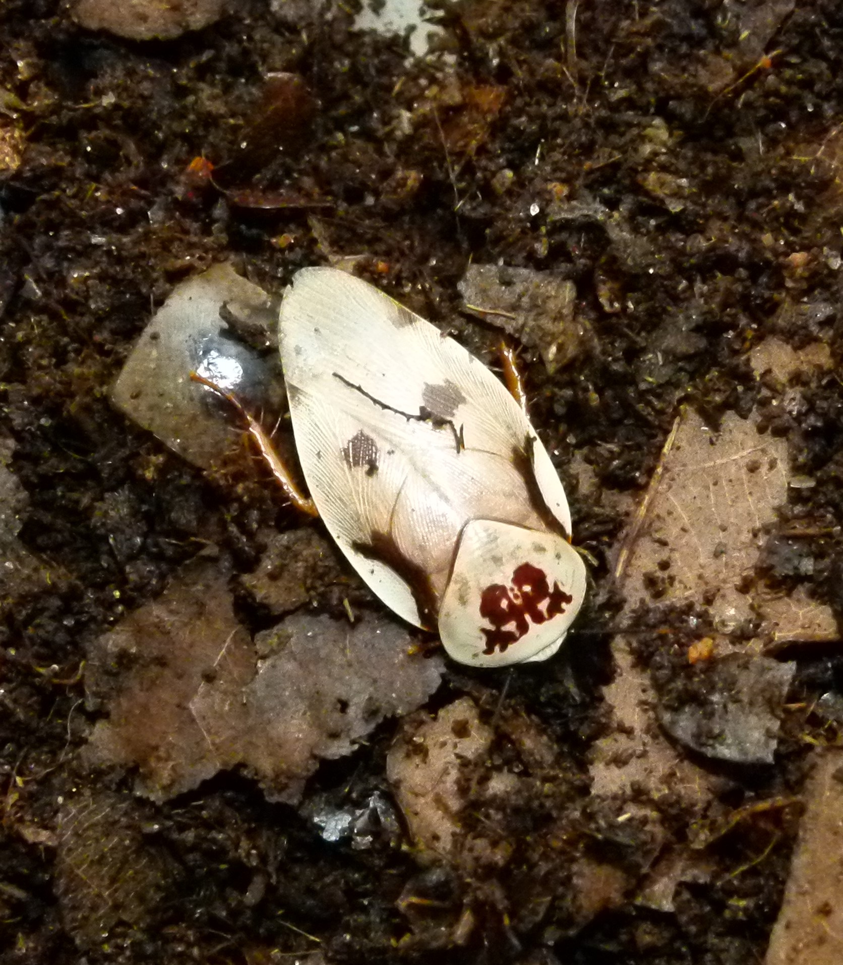 Gyna-centurio-m-annchen