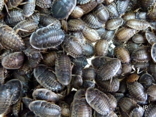 tempp1000158gAOhPW3L2VwXU