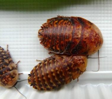 tempblaberusatropus28f86wZZUttAEhb