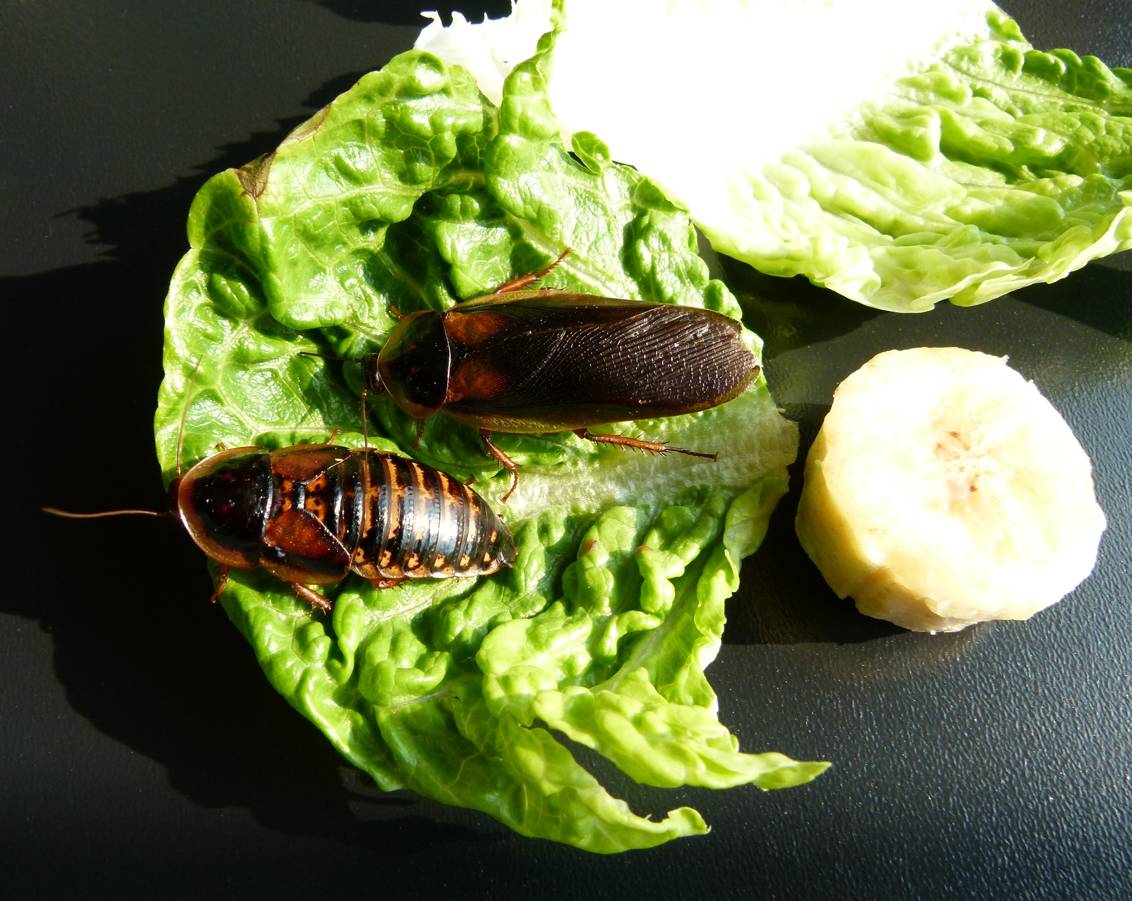 tempblapticadubiaadult6Mk8dwSvPmOQ6