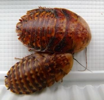 tempblaberusatropus27LPgHx3MBR6OL1