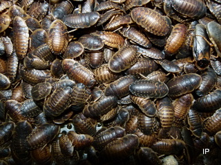 tempblapticadubia1px3BoBEOd5uL0