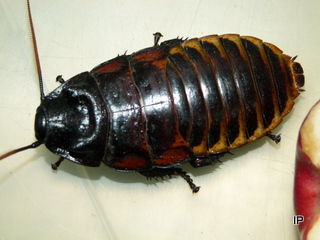 Fauchschaben 1,0 Kg