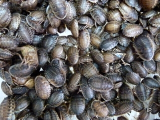 tempp10001607u4EIJx9W5xd0