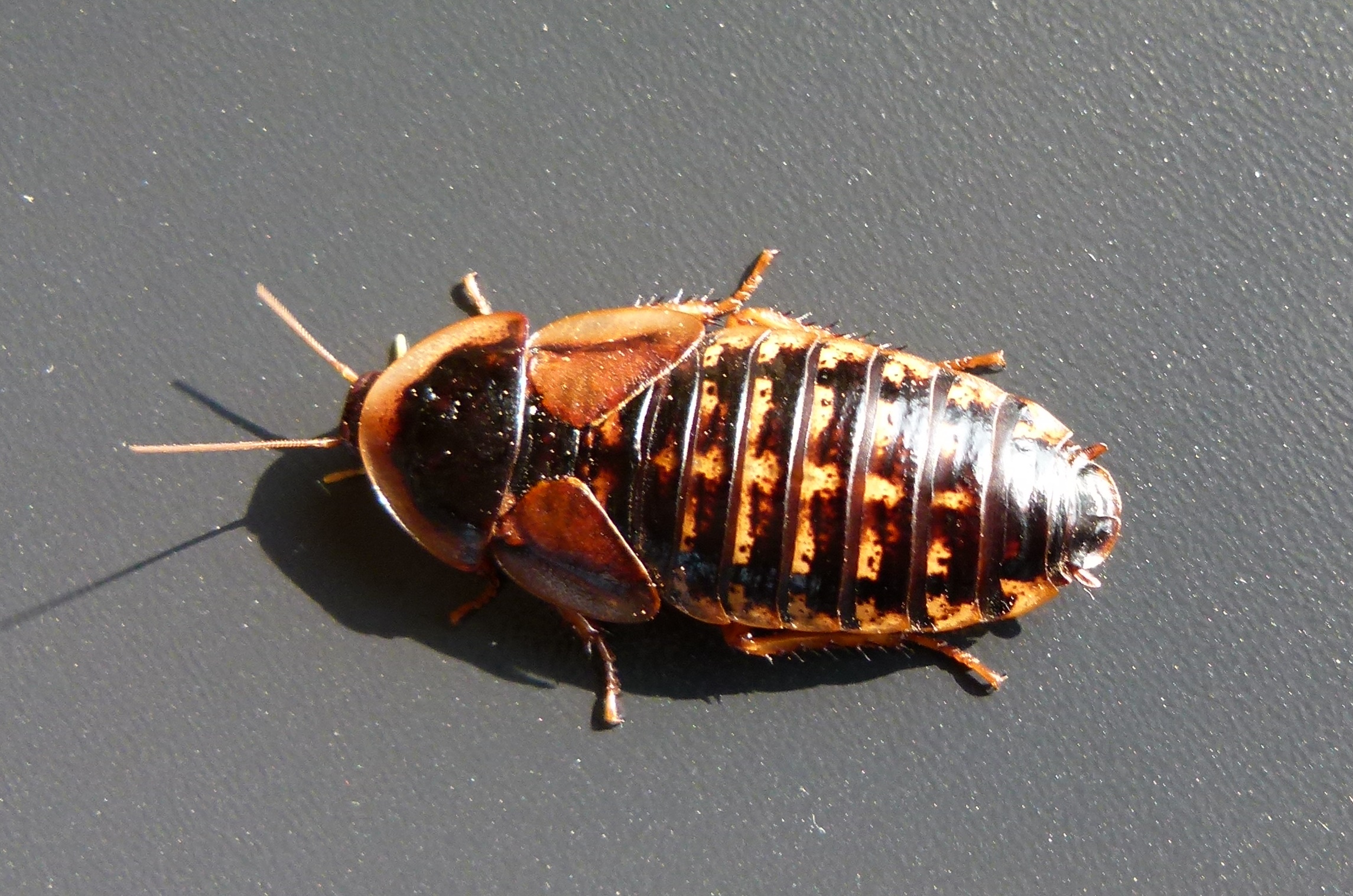 tempblapticadubiaweibchenywkxfqf8mux4Z