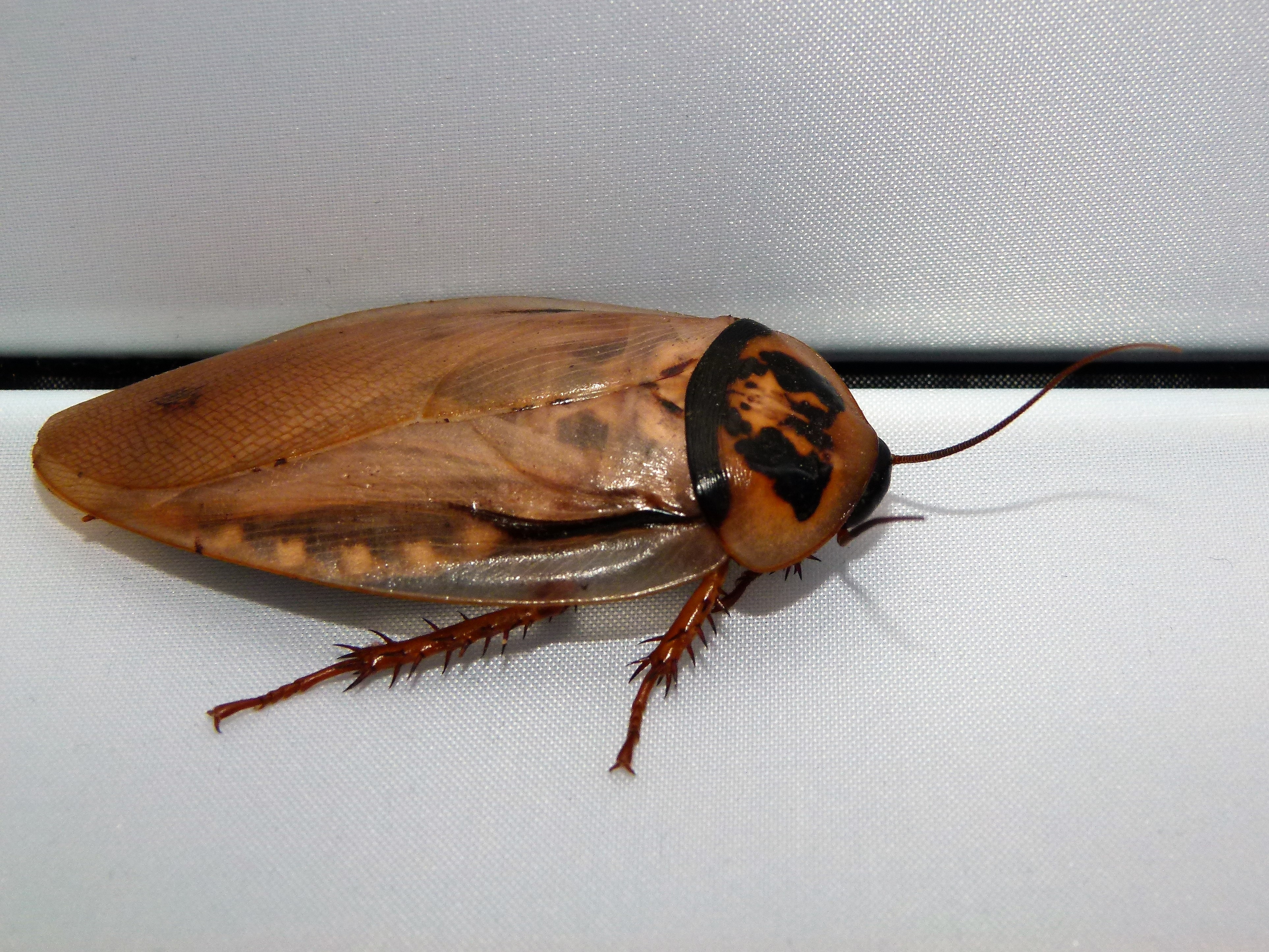 Eublaberus  zu Futterzwecken 1 Kg