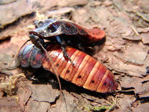 Gromphadorina portentosa ZA 20 Stück