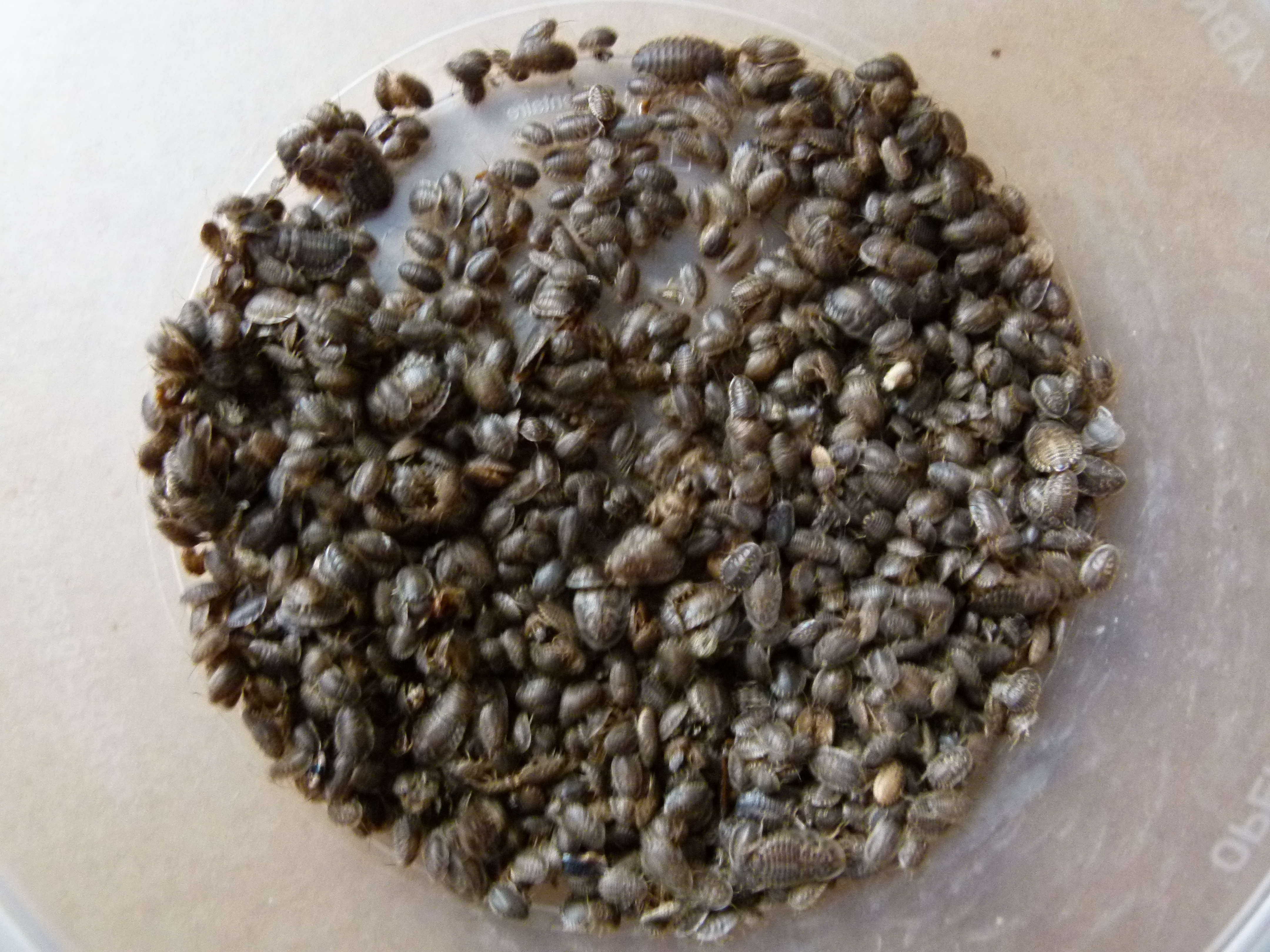 tempblapticadubiakleintUtK1xIwO3wS5 Blaptica dubia klein 1000 Stück