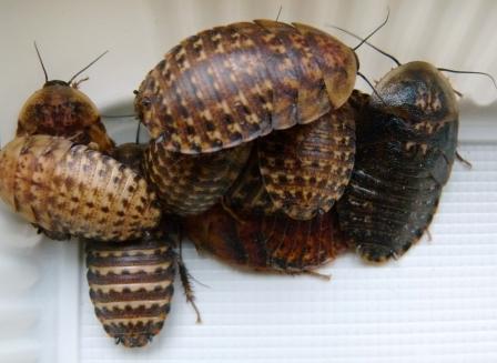 tempblaberusatropus30Dr5yvTQUhsJ93
