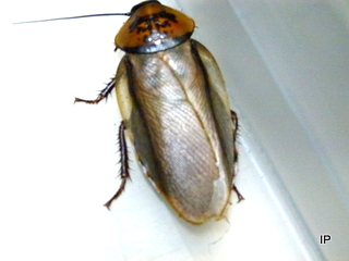 tempeublaberusposticus3Zi3C3YUC77iQV Eublaberus alle Arten zu Futterzwecken 100 Stück